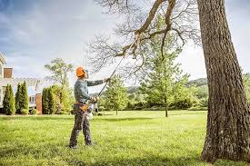 How Our Tree Care Process Works  in  Bell Canyon, CA