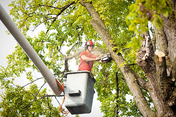 Professional Tree Removal Services in Bell Canyon, CA